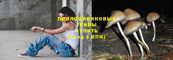 хмурый Тайга